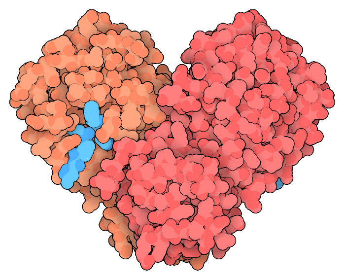 SARS-CoV-2 (2019-nCoV) coronavirus main protease, with inhibitor in turquoise.