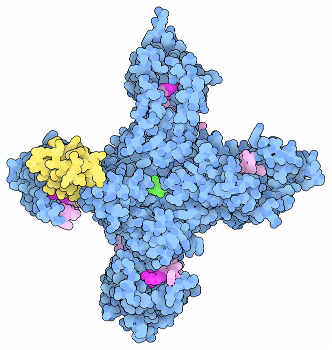 Voltage-gated sodium channel with tetrodotoxin (green at center) and a spider toxin (yellow). Voltage-sensing elements are shown in magenta.