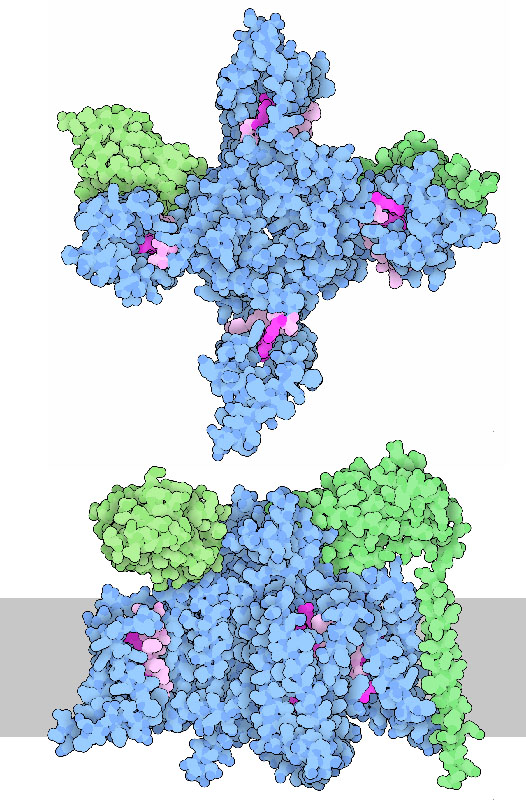 Two views of a voltage-gated sodium channel. Voltage-sensing elements are shown in magenta, auxiliary subunits are shown in green, and the membrane is shown schematically in the lower image.