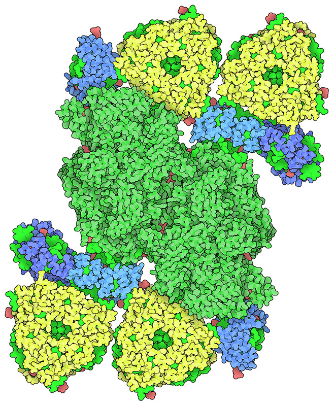 Photosystem II supercomplex from pea plants. The photosystem is in green, LHCII in yellow and minor antenna complexes in blue. The many cofactors are in bright green and red.