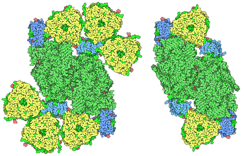 Low light (left) and high light (right) forms of a photosystem II supercomplex from algae.