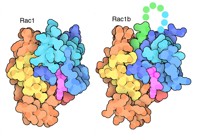 Rac1 is composed of six exons, each colored differently from blue to red here. The bound nucleotide is in magenta. Rac1b as an extra exon spliced into the middle of the chain (in green). The longer loop is mostly disordered in the protein structure, as shown schematically with dots.
