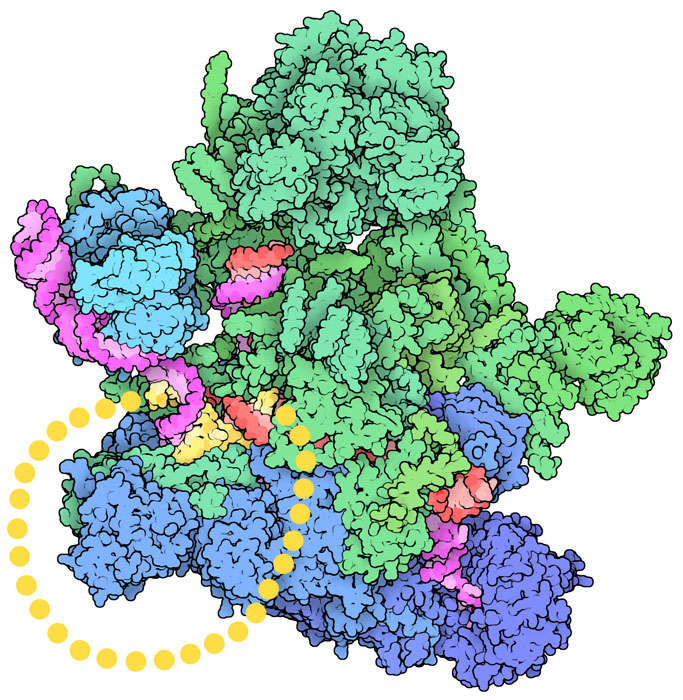 Yeast spliceosome captured after the splicing reaction has occurred, with the intron 'lariat' shown in yellow. Proteins are in blue and green, and spliceosome RNA molecules are in magenta and pink.