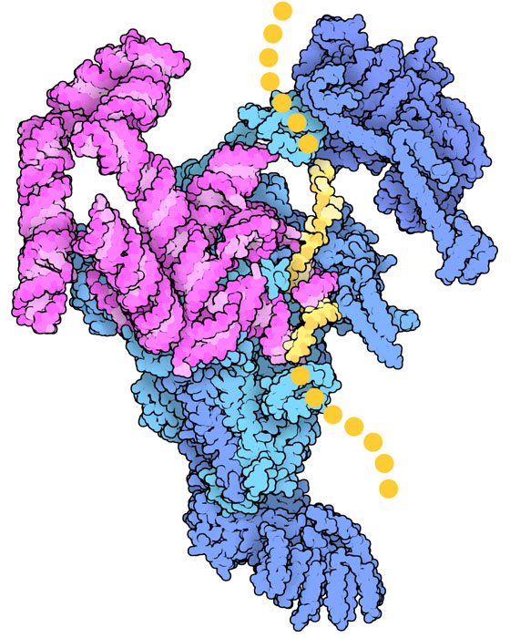 Yeast spliceosome E complex (RNA in magenta, proteins in blue) recognizing the 5' end of an intron in a pre-mRNA (yellow).