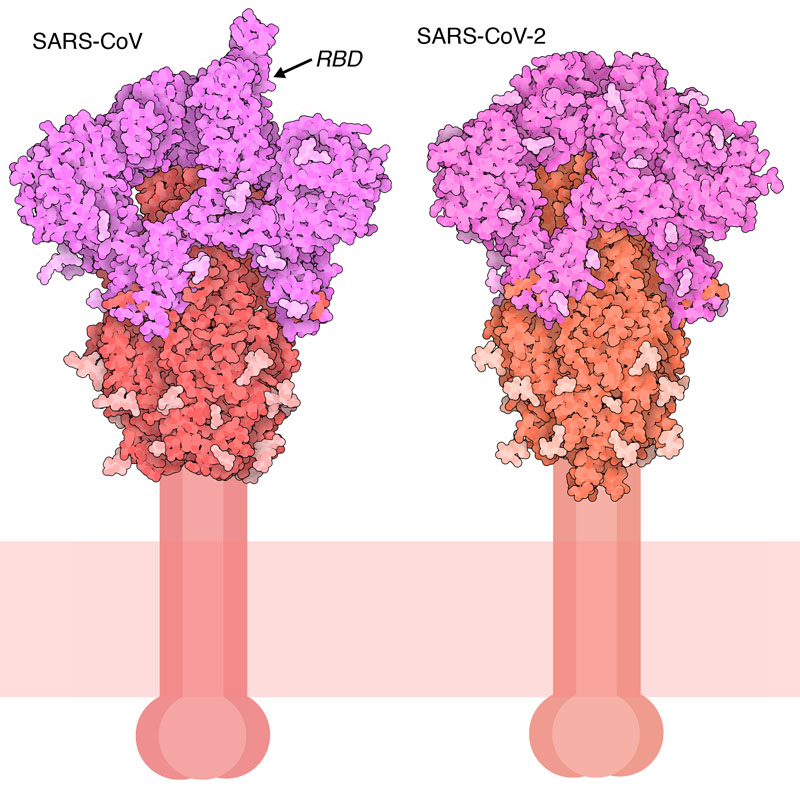 Spike protein from SARS-CoV, with one receptor binding domain (RBD) in the up position, and a closed conformation of the SARS-CoV-2 spike. The S1 fragment is shown in magenta and the S2 fragment in red, with glycosylation in lighter shades.