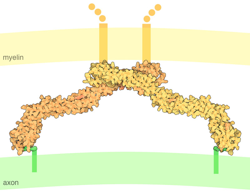 Myelin-associated glycoprotein extends from the myelin membrane and binds to glycolipids (green) on the axon surface. Only the extracellular portion of the protein and glycolipids are included in the structure file, so the rest is shown schematically here.