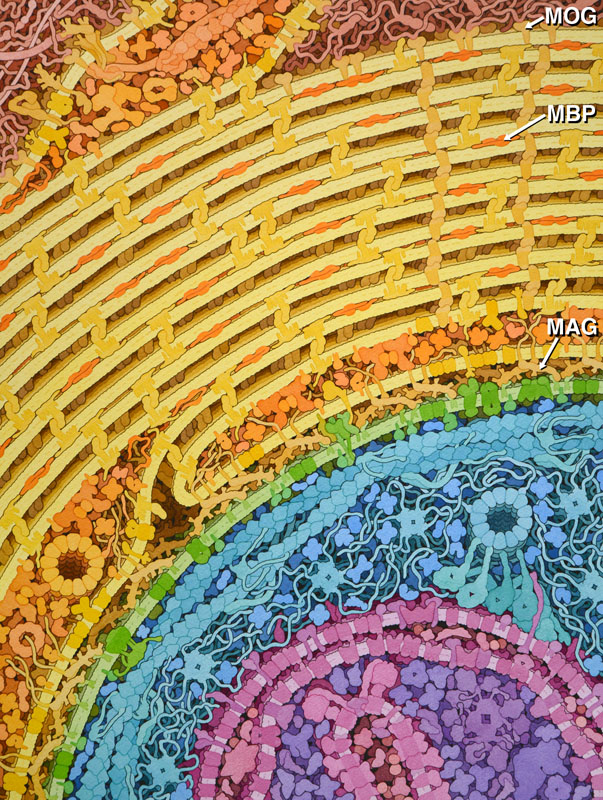 Artistic image of a cross section through a myelinated axon. The myelin sheath is shown in yellow, with molecules inside the oligodendrocyte cell shown in orange. The axon membrane is in green, the axon cytoskeleton is in blue, and an axon mitochondrion is in purple.