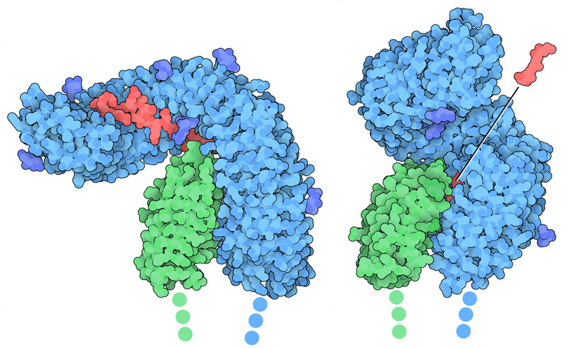 Receptors and coreceptors for flagellin (left, with a piece of flagellin in red) and a brassinosteroid (right, with a steroid in red). In both cases, only the extracellular domains are included in the structure.