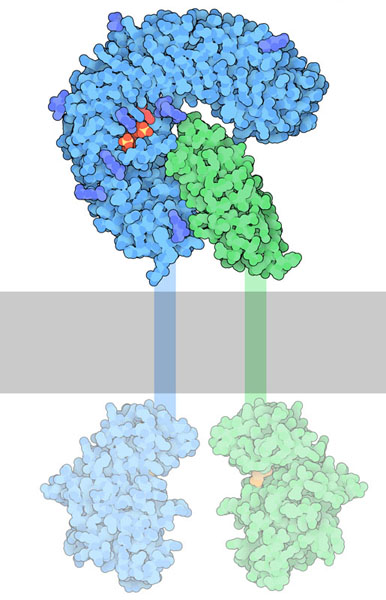 Complex of the phytosulfokine (red) with its receptor SERK1 (blue) and coreceptor (green). The structure includes the extracellular domains. The kinase domains on the inside are shown using the structure of a similar receptor.