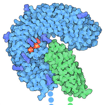 PDB-101: Molecule of the Month: Phytosulfokine Receptor