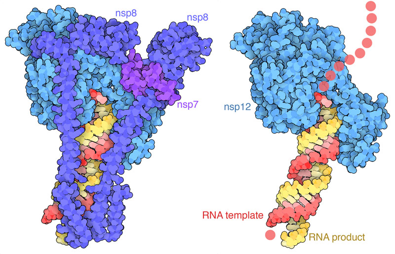 SARS-CoV-2 RNA-directed RNA polymerase (nsp12) with nsp7 and nsp8, and a short duplex of RNA with a template strand and a product strand. Nsp7 and 8 are removed on the right to show the interaction with RNA.