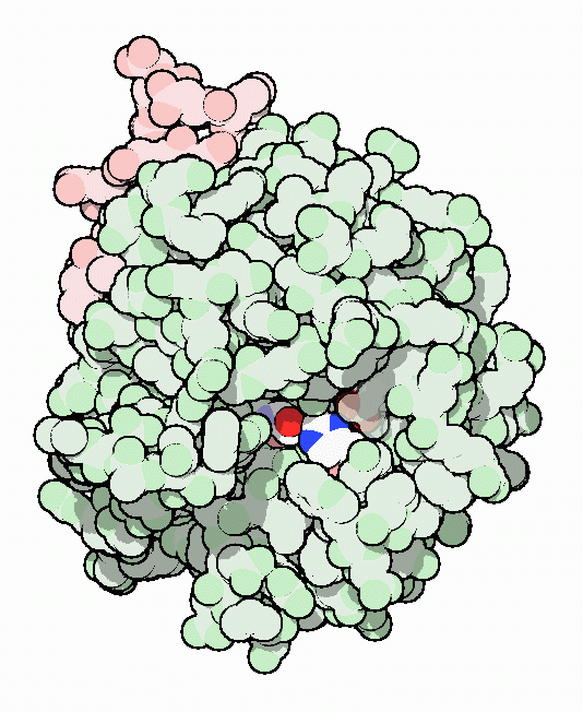 Thrombin, with active site amino acids in atomic colors.