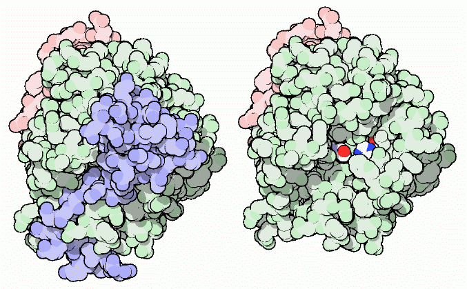 Anticoagulant protein hirudin (blue) bound to thrombin.