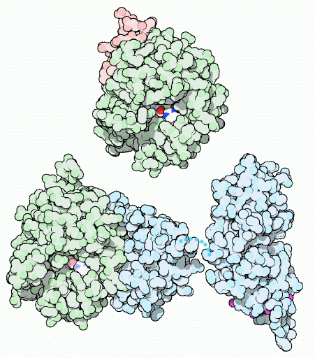 Active thrombin (top) and inactive thrombin (bottom). Flexible portions of the chain that are not seen in the structure are shown schematically with dots.