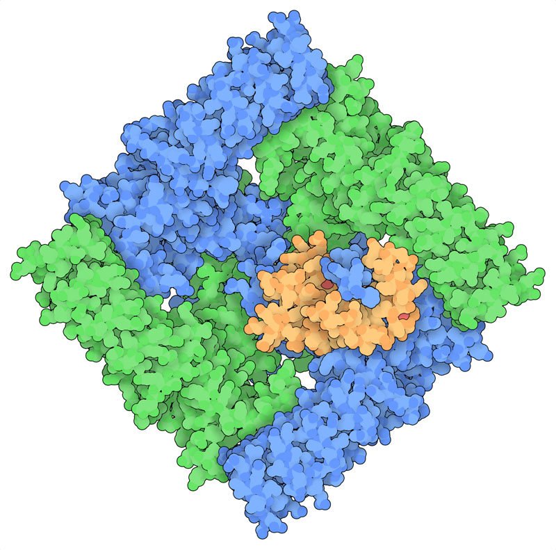 TRPV5 bound to calmodulin (orange, with calcium ions in red).