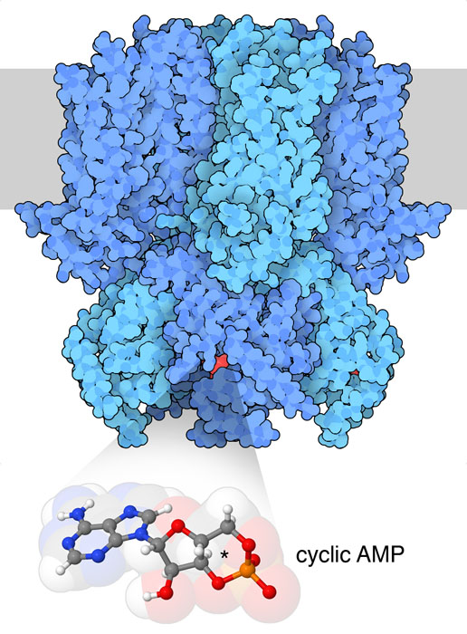 Structure of the hyperpolarization-activated ion channel HCN1 bound to cAMP. The six-membered cyclized phosphate is indicated with an asterisk in the close-up of cAMP at bottom.