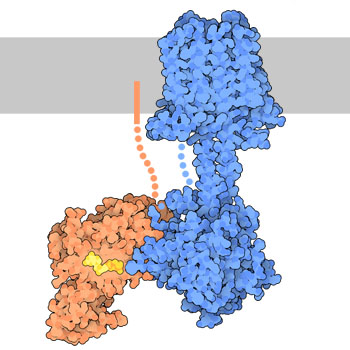 PDB-101: Molecule Of The Month: Adenylyl Cyclase