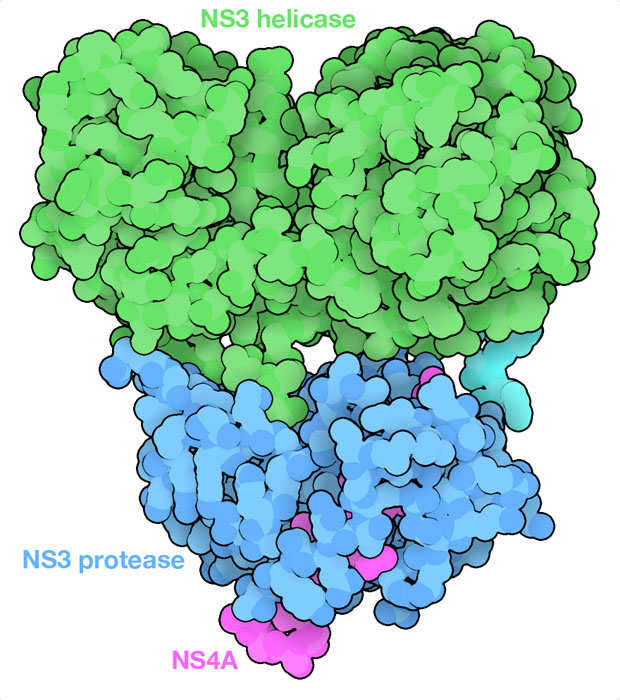 <I>HCV protease/helicase NS3/4A. The protease domain is shown in blue, the helicase domain is in green, and NS4A is in magenta.</I>