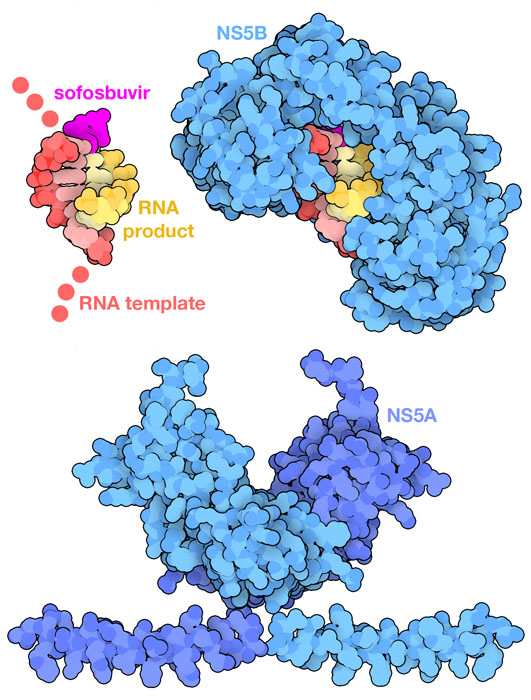 (Top) HCV RNA-dependent RNA polymerase (NS5B) bound to a short RNA duplex and sofosbuvir. (Bottom) HCV NS5A protein.