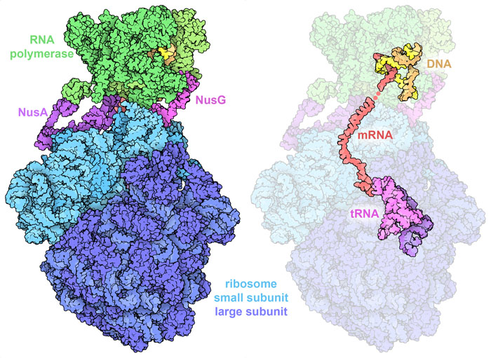Expressome with RNA polymerase in green, ribosome in blue, and transcription elongation factors in purple and magenta. In the image at right, the coding strand of DNA is in yellow and the non-coding strand is in orange, mRNA is in red, and tRNA in magenta and purple.