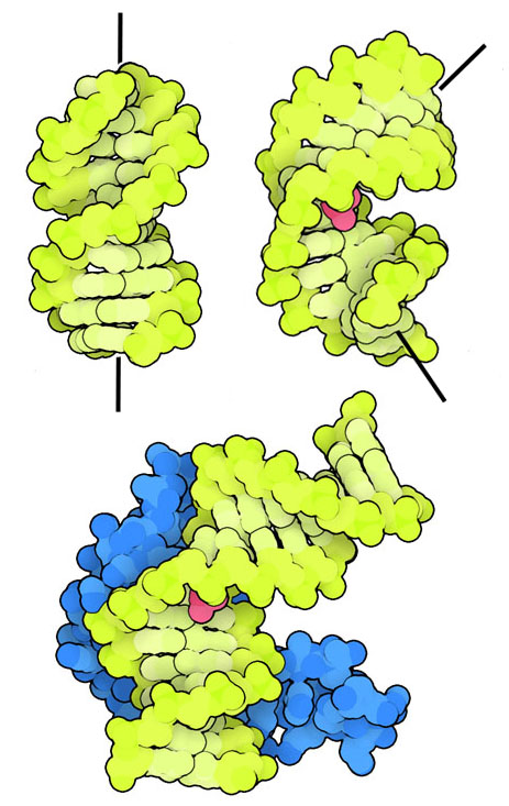 The DNA double helix (top left) bends when cisplatin binds (top right, with cisplatin in red) and attracts an HMG protein (bottom, with the protein in blue) to the site of bending.