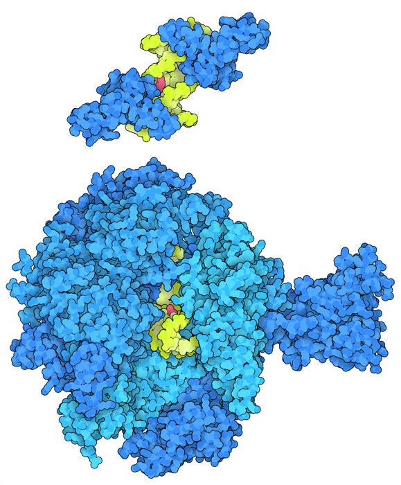 Nucleotide excision repair protein XPA (top) bound to each side of the damaged DNA helix and RNA polymerase II (bottom) stalled at the cisplatin-bound site in DNA.