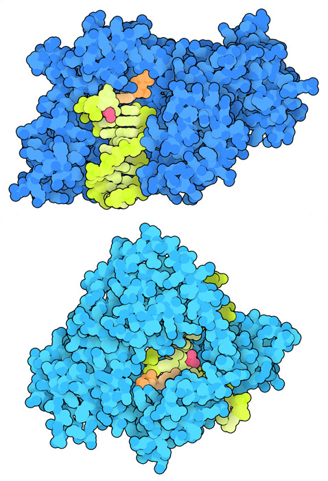 DNA polymerase eta (top) and DNA polymerase kappa (bottom), with incoming nucleotides in orange. Cancer cells can use these polymerases to replicate DNA through the lesion.