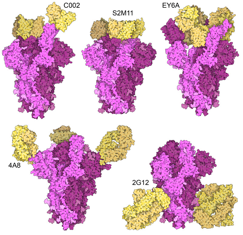 Structures of antibody Fab fragments (yellow) bound to SARS-CoV-2 spike protein (magenta). All structures include the variable domains of the antibodies, and some of the structures also include constant domains.