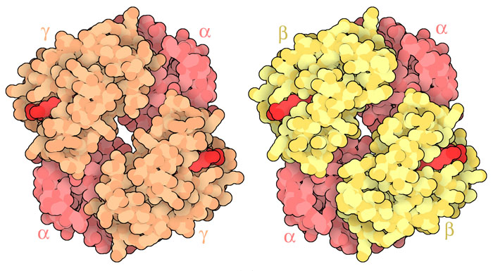 Fetal hemoglobin (left, PDB ID 1fdh) and adult hemoglobin (right, PDB ID 4hhb). Alpha subunits are shown in pink, gamma subunits in orange, beta subunits in yellow, and hemes in red.
