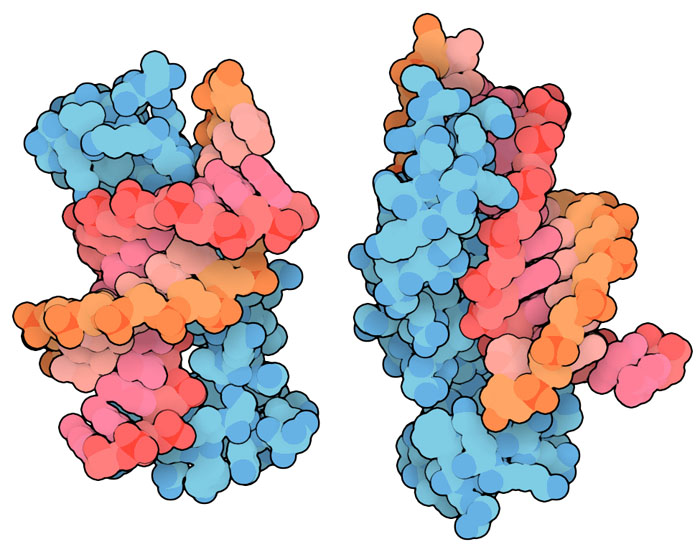 Silencer protein BCL11A bound to a segment of DNA from the region of the fetal hemoglobin gene that regulates transcription, shown from two angles (PDB ID 6ki6).