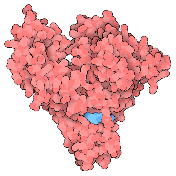Equine serum albumin with bound dexamethasone in blue (PDB:6xk0). Equine and human (PDB: 4k2c) serum albumins are highly similar, with a sequence identity of 76.1% and root-mean-square deviation (RMSD) of 1.65 Å.