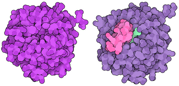 An engineered Diels-Alderase enzyme (left) and an enzyme modified with Foldit (right). The designed loop (pink) stabilizes the ligand (green), increasing catalytic activity.