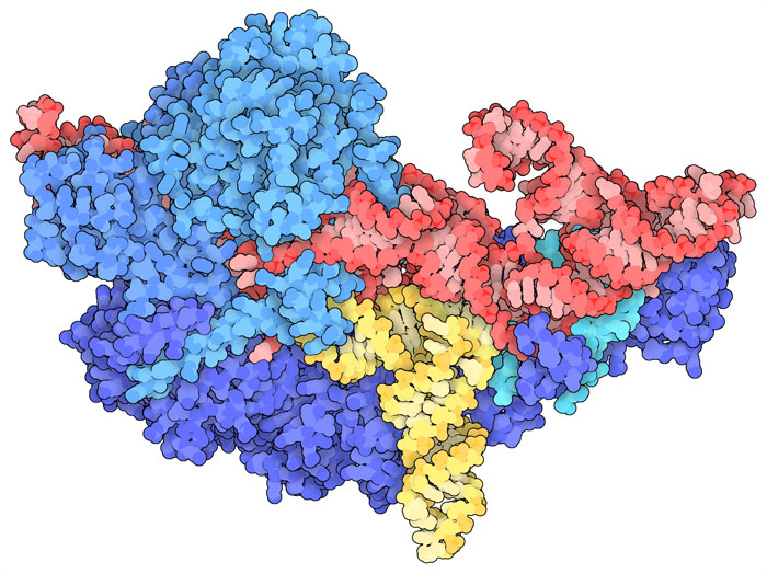 Human nuclear RNase P in complex with tRNA. The RNase P RNA is shown in red, proteins in blue, and cleaved tRNA in yellow.