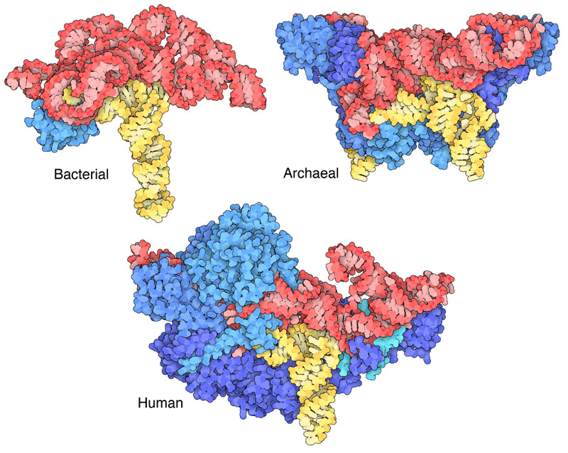 Bacterial (top left), archaeal (top right) and human nuclear (bottom) RNase P with bound tRNA. The RNase P RNA subunits shown in red, protein subunits shown in blue, and tRNA shown in yellow.
