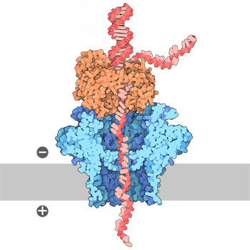 PDB-101: Molecule Of The Month: DNA-Sequencing Nanopores