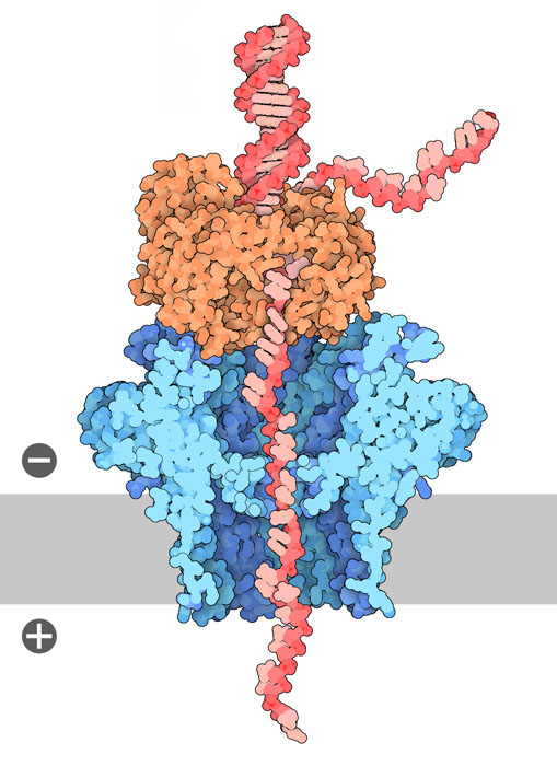 DNA-sequencing nanopore, with DNA in red, CsgG in blue, DNA polymerase in orange, and the membrane shown schematically in gray.