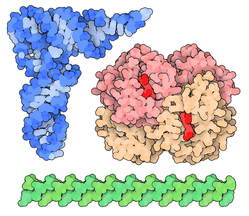 By the end of the 1970s, structures were available in the PDB archive for proteins, nucleic acids, and polysaccharides. Hemoglobin (red, PDB ID 2dhb), transfer RNA (blue, PDB ID 6tna), and agarose (green, PDB ID 1aga) are shown here.