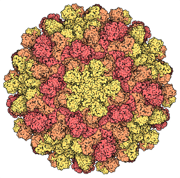 The structure of tomato bushy stunt virus (PDB ID 2tbv) showed how 180 copies of a single type of protein could assemble into a spherical capsid with icosahedral symmetry. The proteins adopt slightly different local structures depending on where they are: those around the five-fold axes are in yellow and those around the three-fold axes are in red and orange.