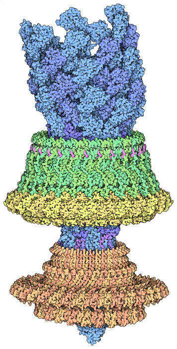 CryoEM structure of portions of a bacterial flagellar motor (PDB ID 7cgo). The MS ring (orange) transmits torque to the rod and hook (blue) from the force-generating portion of the motor (not included in the structure), and the LP ring (green and yellow) acts as a bushing.