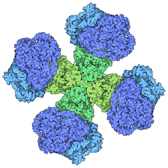 Acetohydroxyacid synthase (AHAS) from a plant, with catalytic subunits in blue and regulatory subunits in green.