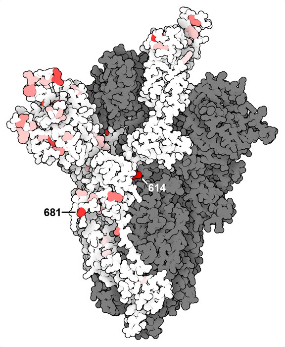 Sites of variation in SARS-CoV-2 spike protein. Amino acids in bright red have variations in many individuals, pink amino acids vary in fewer individuals, and white amino acids show very few variants.