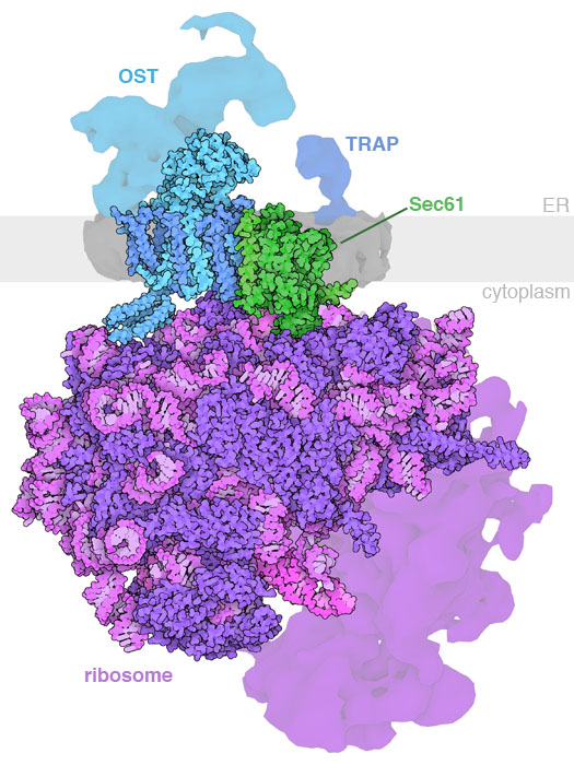Complex of oligosaccharyltransferase with a ribosome, Sec61 protein-conducting channel, and TRAP (translocon-associated protein). This structure was determined by cryo-electron microscopy, and the atomic coordinates include only the central portion of the complex. The experimental map is shown for the rest of the molecule, taken from entry EMD-4316 at the EMDataResource.