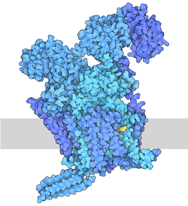 Oligosaccharyltransferase, with the end of a glycosylated lipid shown in yellow and the endoplasmic reticulum membrane shown schematically in gray.