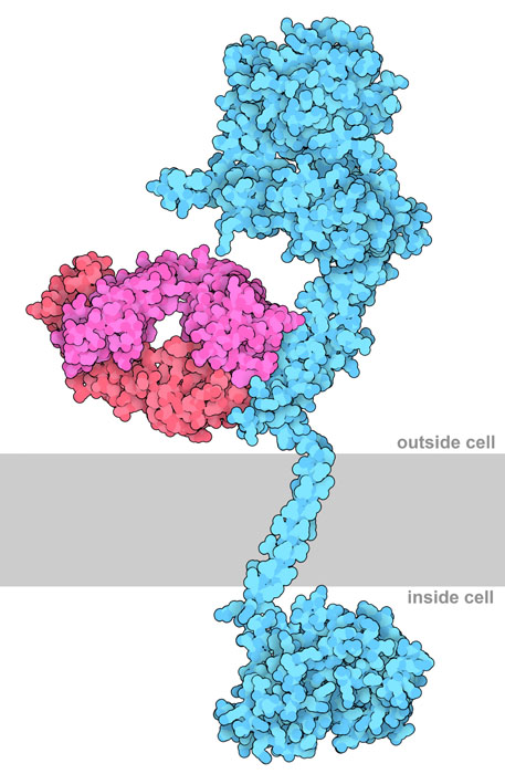 Trastuzumab (red/pink) antibody is bound to HER2 (blue). The cell membrane is shown schematically in gray.