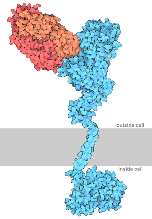 Pertuzumab (red/orange) antibody is bound to HER2 (blue) at a different location compared to trastuzumab. The cell membrane is shown schematically in gray.