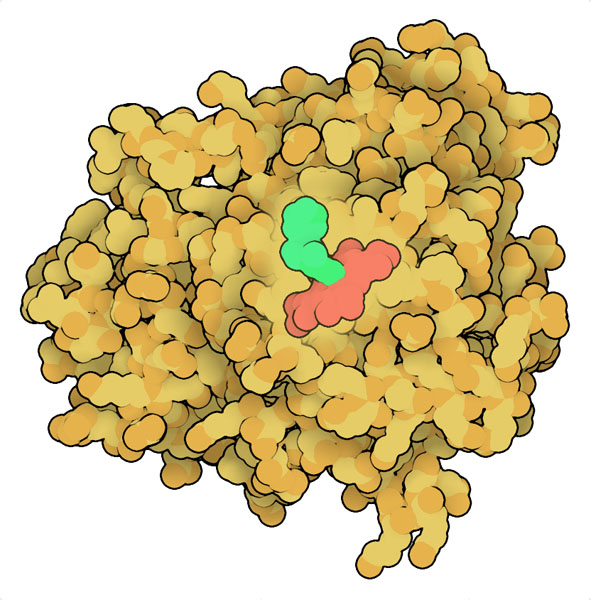 Cytochrome P450 (yellow) with heme  in red and NNK in green. 