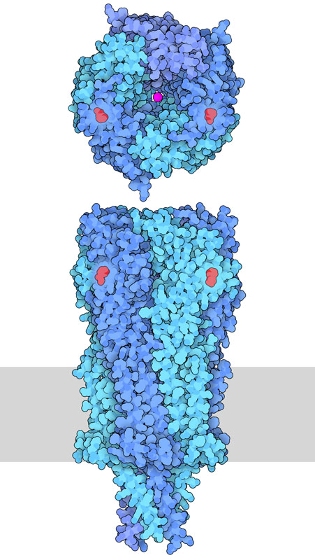 Top and side view of the nicotinic acetylcholine receptor showing three alpha (dark blue) and two beta (light blue) subunits. In this structure, nicotine (red) is bound to sites between alpha and beta subunits, and a sodium ion is present in the central channel (magenta). The cell membrane is shown schematically in gray.