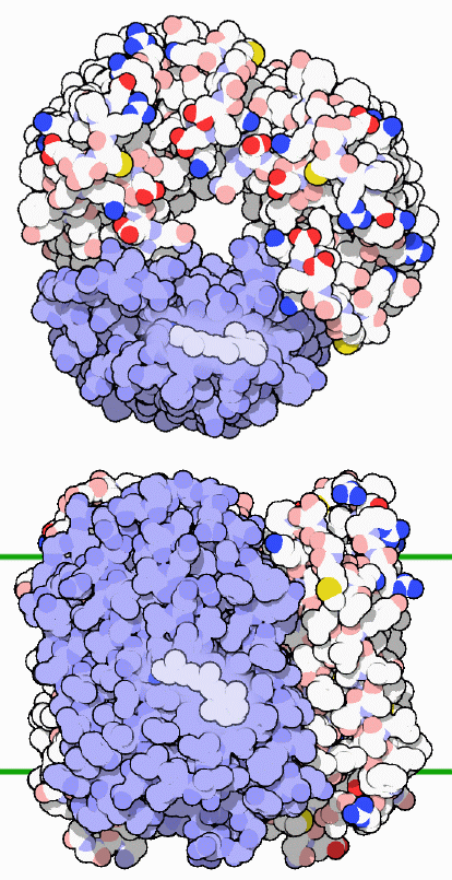 Bacteriorhodopsin, with the chromophore in lighter blue. The portion that spans the membrane is shown schematically in the lower illustration with green lines.