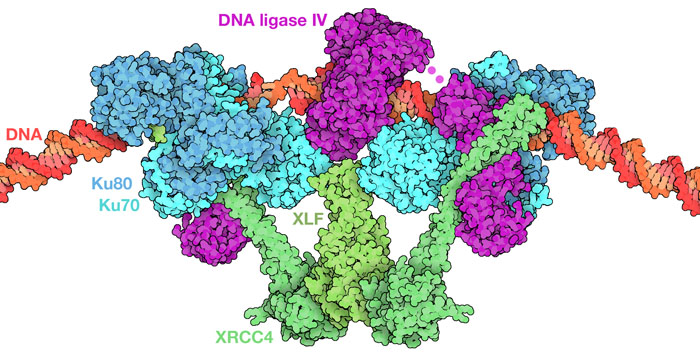 Reconnection of the broken DNA by DNA ligase IV in the “short-range complex.”