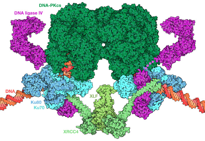 Assembly of the “long-range complex” that recruits enzymes that prepare the broken DNA ends.